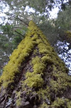 Looking up a Mossy Tree into the tree tops Stock Photos