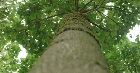 Looking Up a Mossy Tree Trunk Toward Green Canopy, Low Angle Forest, Static Shot Stock Footage 340327254