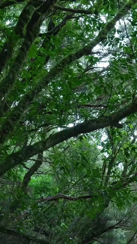 Looking up at mossy trees in a dense laurel forest canopy Stock Footage 329865437