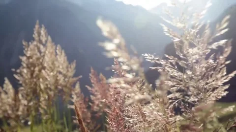 Looking at mountains through the grass Stock Footage 72228564