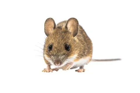 Looking mouse isolated on white background Stock Photos