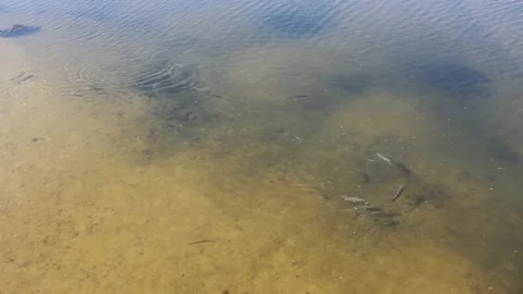 Looking at the movement of fish in the river Stock Footage 236146494