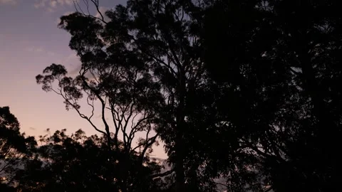 Looking up moving past silhouette trees after sunset 6K Stock Footage 307879555