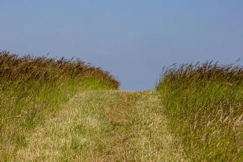 Looking up a mown pathway through a field of tall grass, on a sunny summer'.. Stock Photos