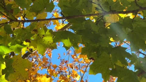 Looking up at Multi Colored Leaves Stock Footage 291298730
