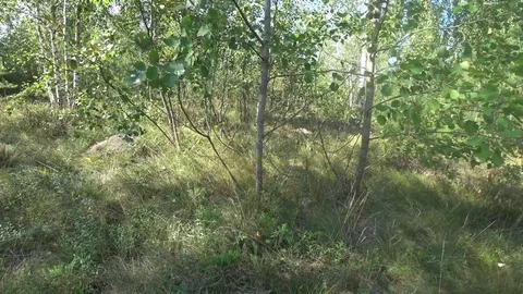 Looking for mushrooms in the forest Stock Footage 79844346