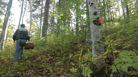 Looking For Mushrooms in the woods Stock Footage 96894041