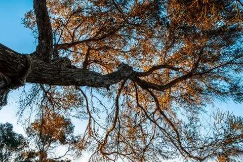 Looking up at native tree in Australia at sunset Stock Photos