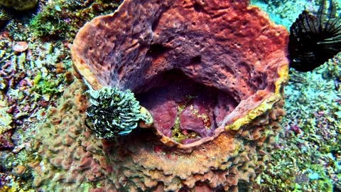 Looking Into a Natural Chamber Inside a Barrel Sponge Stock Footage 337661210