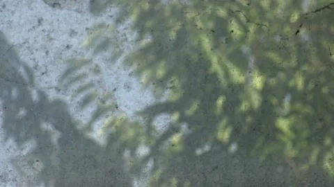 Looking at nature through a dirty window Stock Footage 158929813
