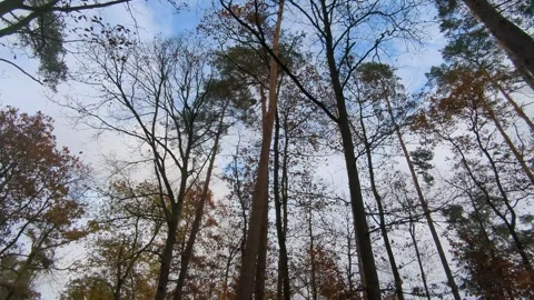 Looking up at nearly bare autumn trees with many leaves falling. Stock Footage 321153301