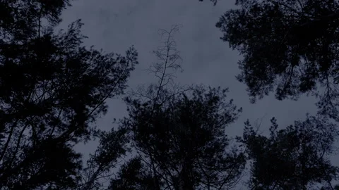 Looking up the night sky in a forest. Stock Footage 207438946