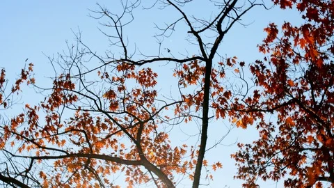 Looking up at oak tree in autumn Stock Footage 120039986