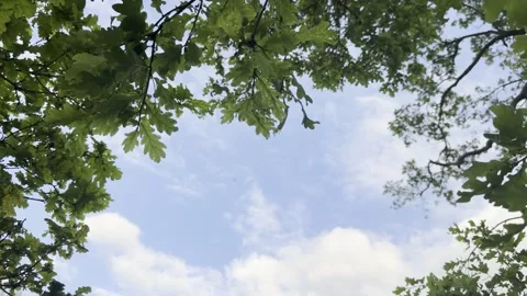 Looking up at oak tree canopy 4K 库存影片 335541740