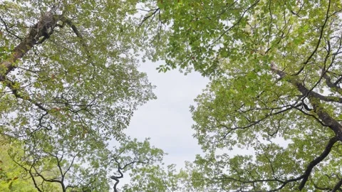 Looking into a Oak tree canopy, Britain, UK Stock Footage 316490205