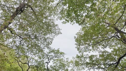 Looking into a Oak tree canopy, Britain, UK Video stock 316490499