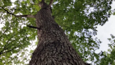 Looking up into an oak tree Stock Footage 158553395