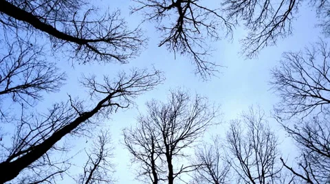 Looking up at the oak trees in winter Stock Footage 34292315