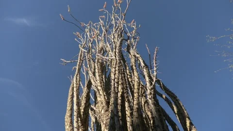 Looking Up at Ocotillo Branches Thorns Spines Under Blue Sky Video stock 332184800