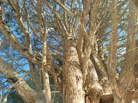 Looking up an old cedar tree Stock-Fotos