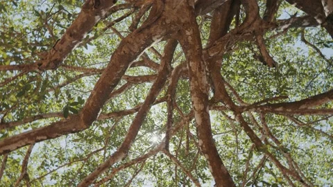 Looking up at old jungle tree, sun peeking through foliage, dizzying spin Vídeos de archivo 159794626