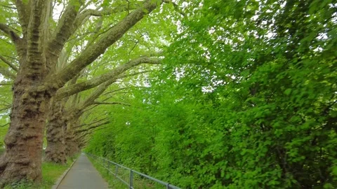 Looking up at old plane trees along a park path in Zurich Stock Footage 334629891