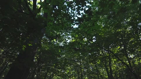 Looking up at old three in forest Stock Footage 130866355