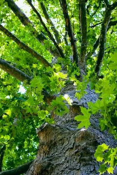 Looking up to an old tree and sunbeams through lush leaves. Summer chill Stock Photos