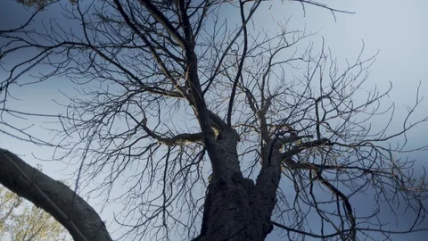 Looking up old tree bare without leaves in front yard Stock Footage 91155622