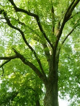 Looking Up at Old Tree Branches and Green Leaves. Stock Photos