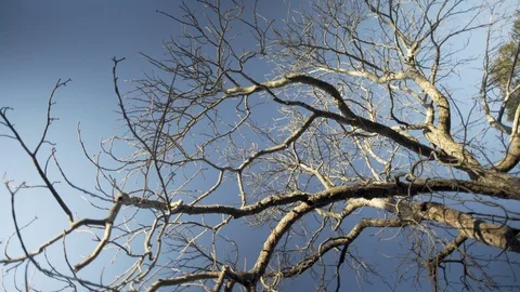 Looking up on old tree in front yard Stock Footage 91158276