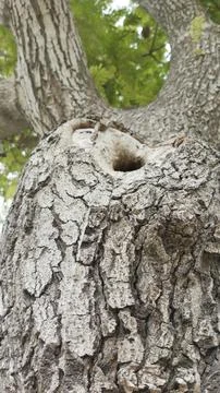 Looking up old tree trunk dark hollow hole rough bark green canopy Stock Photos