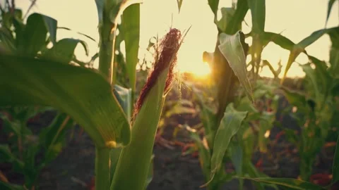 Looking at the orange sunset over the top of the cornfield. Rural landscape. 動画素材 165740982
