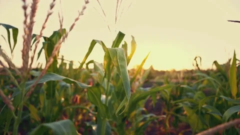 Looking at the orange sunset over the top of the cornfield. Rural landscape. Stock-Footage 165741516