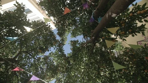 Looking up at orange trees with flag banners Stock-Footage 83536579