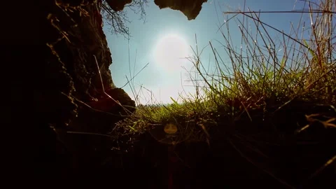 Looking out from burrow into bright sunlit field. POV animal crawling through Stock Footage 303577095