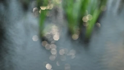 Looking at an out of focus pond with flashing Bolkiah balls and green reeds refl Stock Footage 312075129