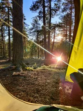 Looking out from inside a bright yellow tent in the pine forest of Finnish La Stock Photos