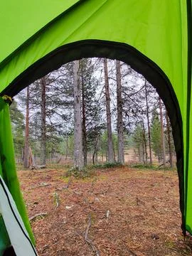 Looking out from inside a green camping tent towards a forest with tall pine  Stock Photos