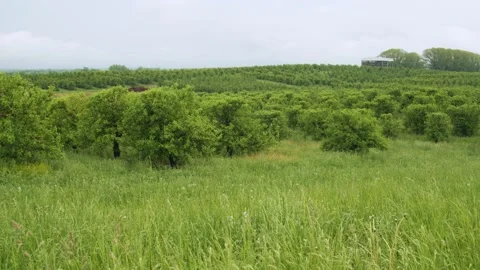 Looking out over the apple orchard on a rainy day. 4k60p Stock Footage 132361392