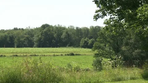 Looking out over field (4 of 4) Stock Footage 8981697