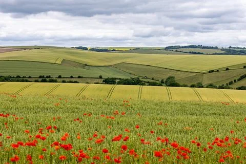 Looking out over fields of crops growing in the South Downs, with poppies g.. Stock Photos