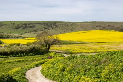 Looking out over fields of rapeseed crops in the South Downs, on a sunny Ap.. Stock Photos
