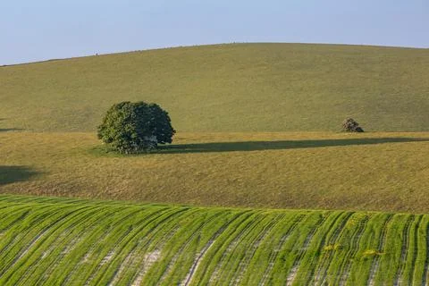 Looking out over fields in the South Downs on a sunny evening Stock Photos