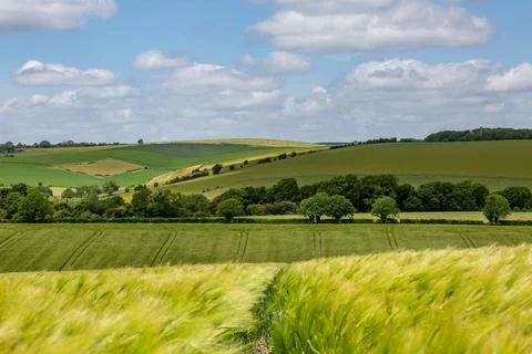 Looking out over green fields in the South Downs, with cereal crops growing.. Stock Photos