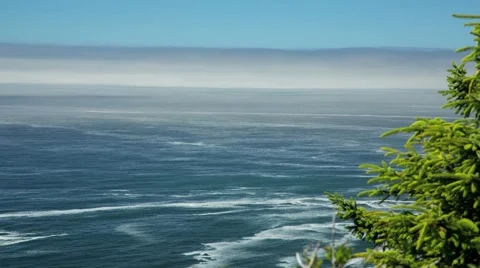 Looking out over ocean with fog bank, tree in foreground Video stock 40521276