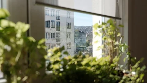 Looking out over small potted window garden. Grow plants indoors. Stock Footage 130153523