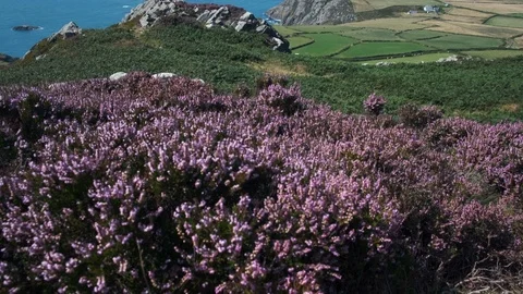 Looking out over Strumble Head from Garn Fawr Fishguard Pembrokeshire Wales Stock Footage 114361070