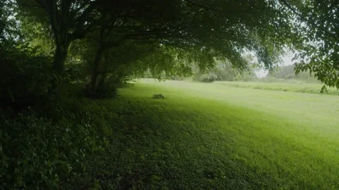 Looking out under a tree 4K Stock Footage 168394094