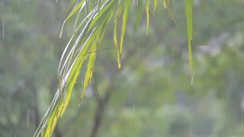 Looking out the window in a raining day in Sydney 2014 Stock Footage 153121954
